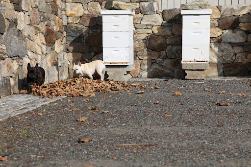 Come on, Sharkey!  Let's go to the site of their old home by the chicken coop to make sure there aren't any lost bees!