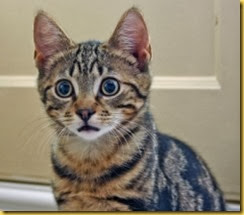 gato assustado gato assustado