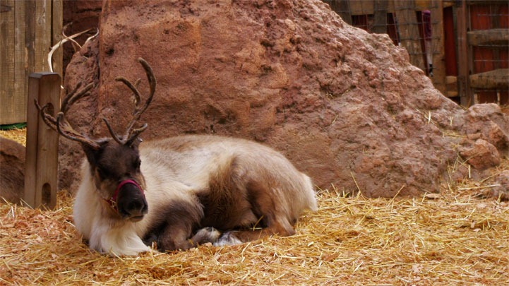 [reindeer5%255B4%255D.jpg]