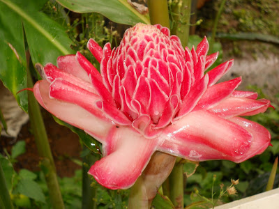 No idea what kind of flower this is but it was too gorgeous not to take a picture of
