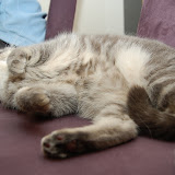 on-the-chair