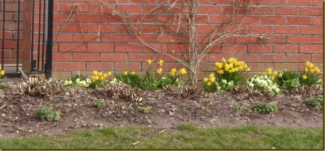 SAM_4778 Daffs