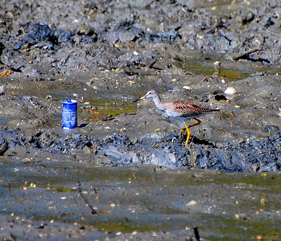 [12.%2520yellowlegs%2520and%2520a%2520beer%2520can-kab%255B4%255D.jpg]
