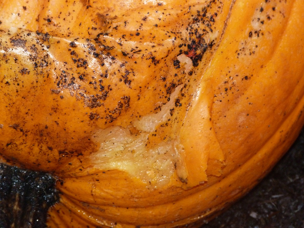 [Pumpkin%2520Jack%25201-9-13%2520-%25203%255B5%255D.jpg]