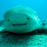 Sharks