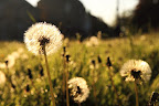 The field of frail dandelions sway lightly in a windy and sunny day.
