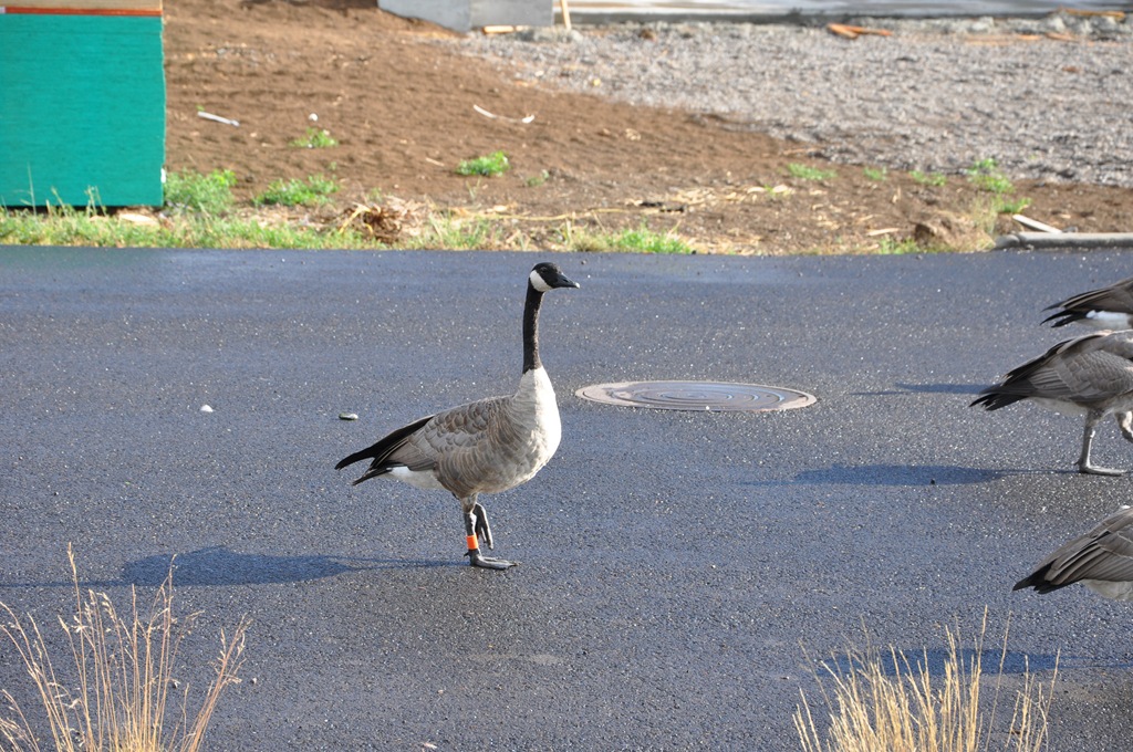 [Geese%2520004%255B5%255D.jpg]