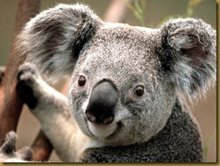 Koala Koala
