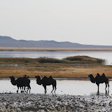 The first camels of our RTW trip