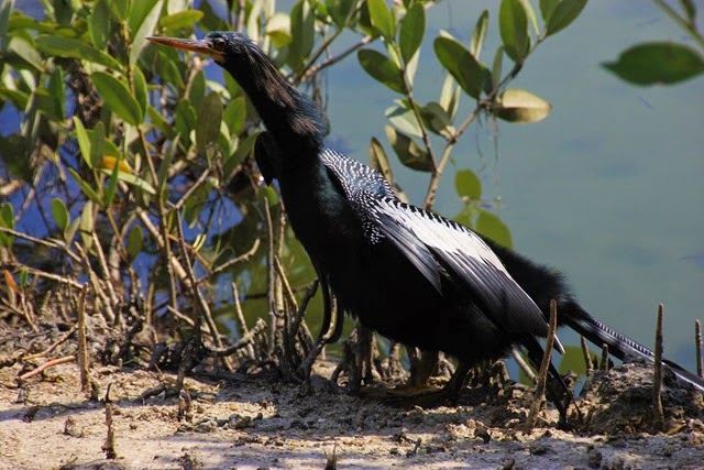 Robinson Preserve Bird Robinson Preserve Bird