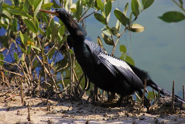 Robinson Preserve Bird