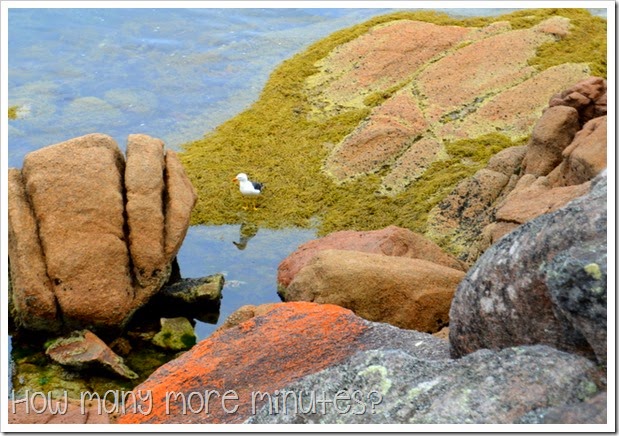 How Many More Minutes? ~ Coles Bay & Freycinet National Park