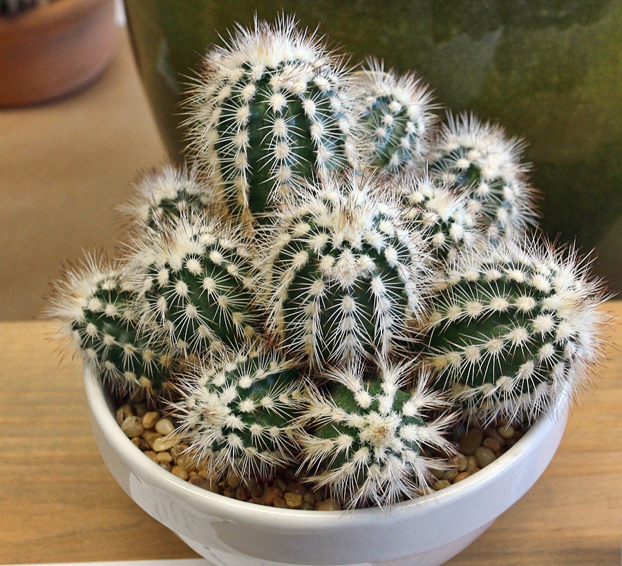 [120519_CCSS_Copiapoa-krainziana-Penny-Newell%255B3%255D.jpg]
