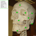 skull_anterior_labeled.jpg
