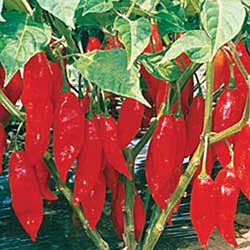 [image%255B54%255D.png]