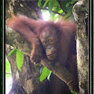 Oranghutan --- Pongo pygmaeus-02.jpg
