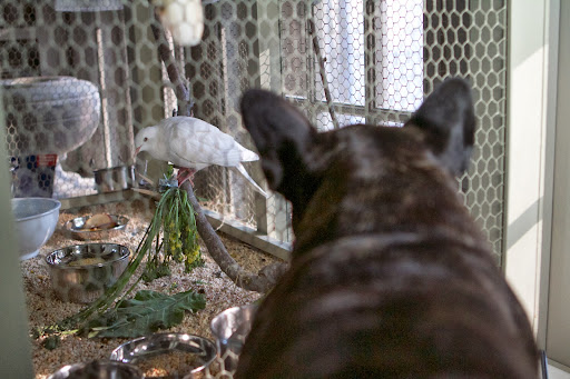 Sharkey, all this dove cares about is eating. He's probably the male, pigging out and shirking his day shift responsibilities. Men, who can figure? Sharkey, all this dove cares about is eating. He's probably the male, pigging out and shirking his day shift responsibilities. Men, who can figure?