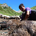 Sheep shearing in the Burohoro Tagh, Xinjiang