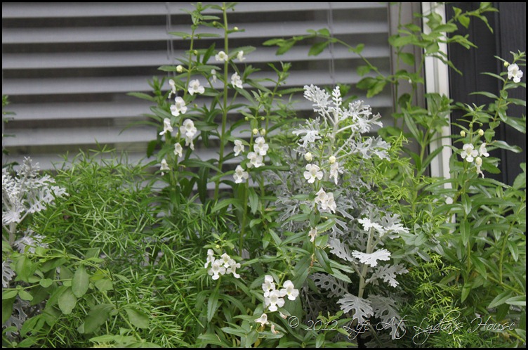 window box 15