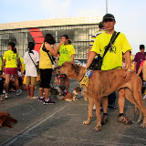 Pet Express Doggie Run 2012 Philippines. Jpg (225).JPG
