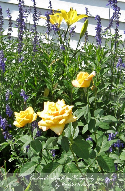 [IMG_4716%255B2%255D.jpg]