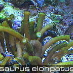 Isaurus elongatus.jpg