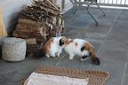 Drat!  Here they go whispering secrets again.  If only I knew feline body language better.
