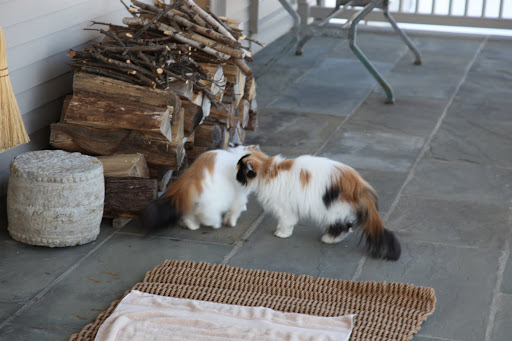 Drat!  Here they go whispering secrets again.  If only I knew feline body language better.