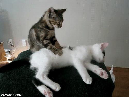 gato masaje