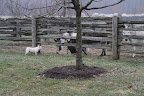 Well, here I am at the donkey paddock with Billie, Rufus, and Clive.