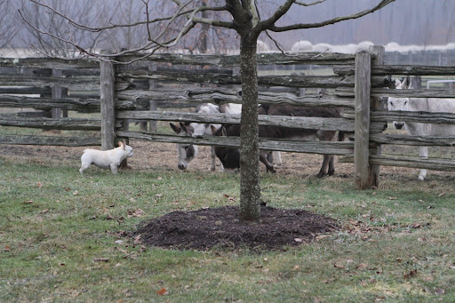 Well, here I am at the donkey paddock with Billie, Rufus, and Clive.