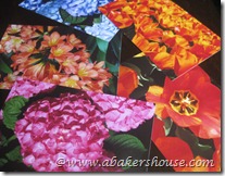 IMG_7437 IMG_7437
