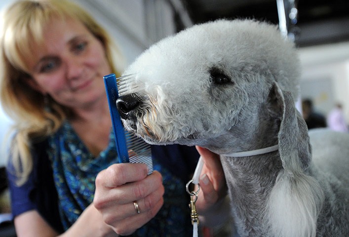 [World-dog-show-in-Budapes-012%255B4%255D.jpg]