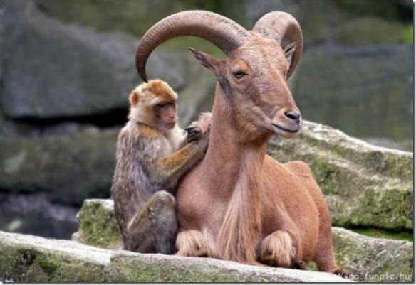 animales (10) animales (10)