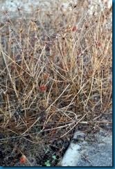 dormant perennials dormant perennials