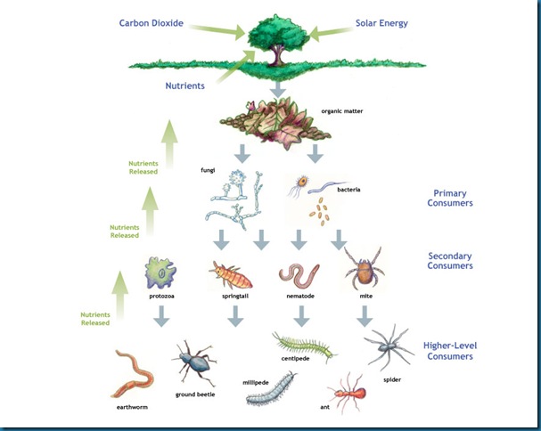 soilfoodweb