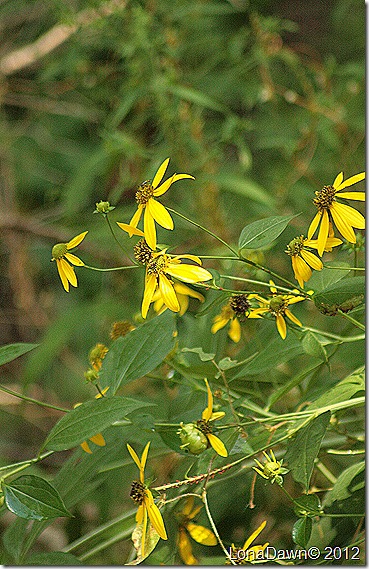 CFalls_Coneflower_Giggers