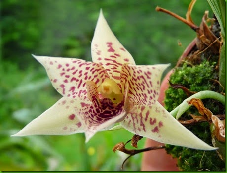 OR Promenaea rollissonii OR Promenaea rollissonii