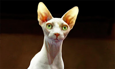 sphynx_2.jpg