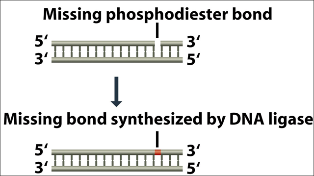 Ligase in rDNA technology