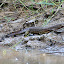 Water monitor lizard - about 5ft long