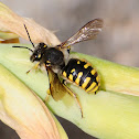 European wool carder bee