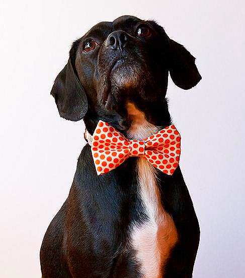 [Orange%2520collar%255B6%255D.jpg]