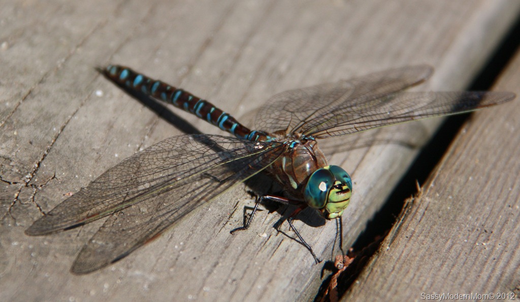 [IMG_8212%255B10%255D.jpg]