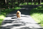 Ha-ha-ha!  I sure pulled a fast one on the Frenchies!  Walk the property, my foot.  Why walk when it's so much fun to run?
