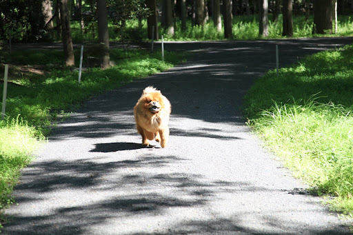 Ha-ha-ha!  I sure pulled a fast one on the Frenchies!  Walk the property, my foot.  Why walk when it's so much fun to run?