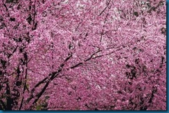 article-new_ehow_images_a07_53_0s_newport-flowering-plum-tree-800x800
