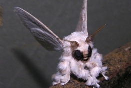 [venezuelan-poodle-moth%255B2%255D.jpg]