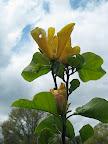 This is a yellow magnolia - 'Judy Zuk', named for the former president of the Brooklyn Botanic Garden. It is special even among yellow magnolias for the pinkish flush at the base of each tepal.