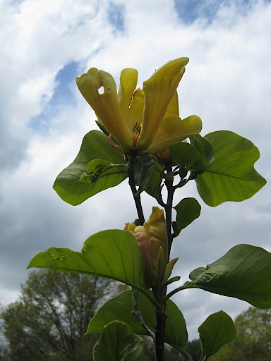 This is a yellow magnolia - 'Judy Zuk', named for the former president of the Brooklyn Botanic Garden. It is special even among yellow magnolias for the pinkish flush at the base of each tepal.